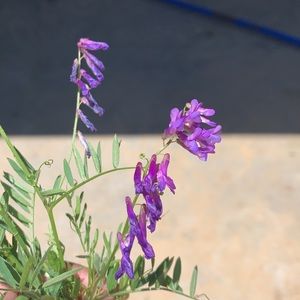 Meet your Posher, Darnella